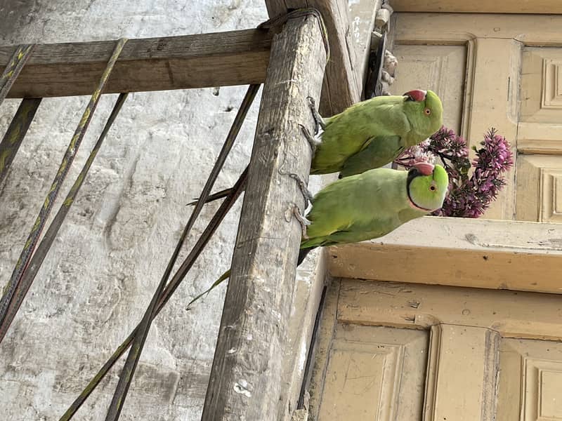 male heera aseel healthy active male  , parrot ,piegon bhi he 4