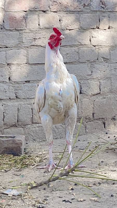 male heera aseel healthy active male  , parrot ,piegon bhi he 5