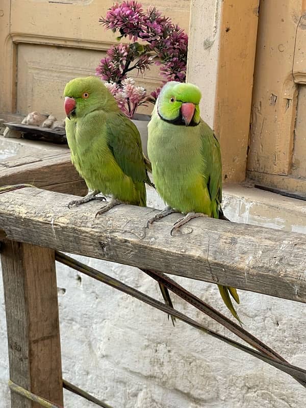 male heera aseel healthy active male  , parrot ,piegon bhi he 6