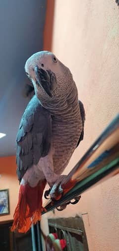 African Grey