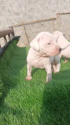 Extreme Quality Pakistani bully kutta puppies