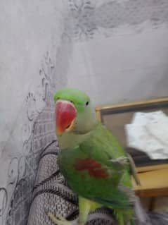 pahari Kashmiri big size parrot for sale