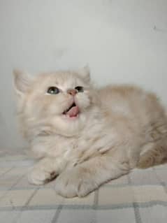 persian piki and extreme kittens and cats available