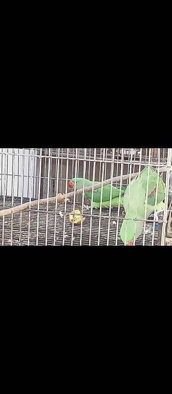 raw pahari breeder pair 3