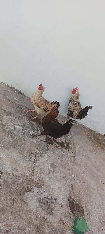 3 egg laying hens and 1 cock 0