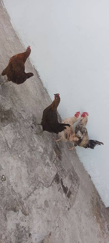 3 egg laying hens and 1 cock 1