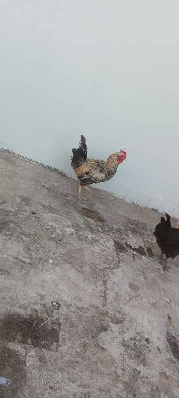 3 egg laying hens and 1 cock 2