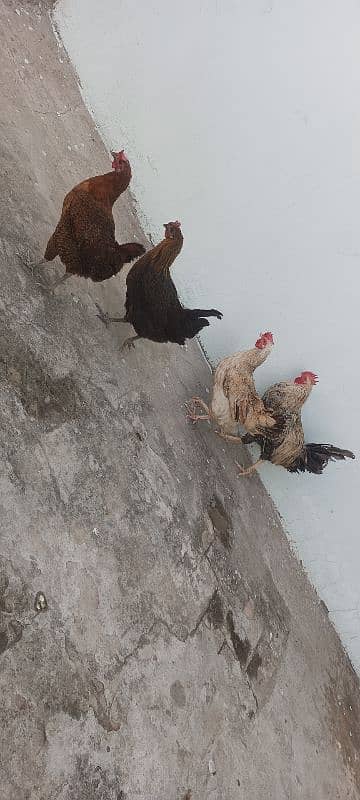 3 egg laying hens and 1 cock 3