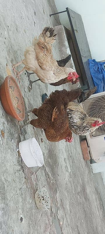 3 egg laying hens and 1 cock 4