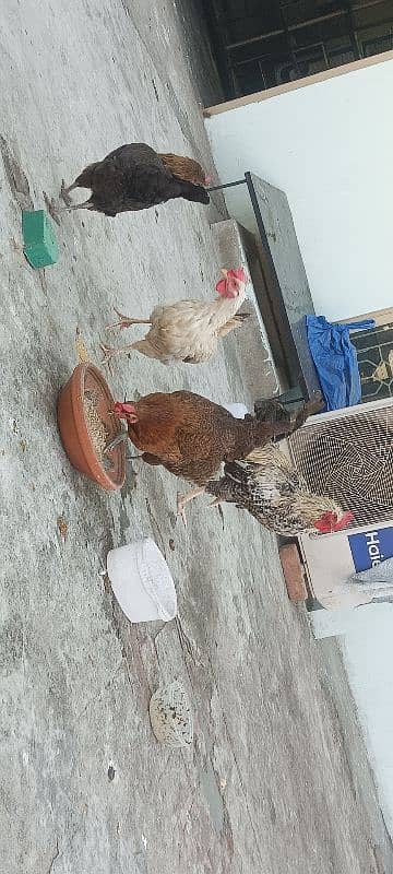 3 egg laying hens and 1 cock 5