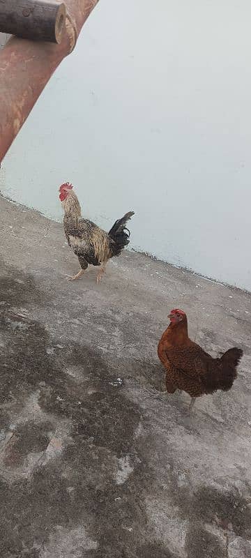 3 egg laying hens and 1 cock 6