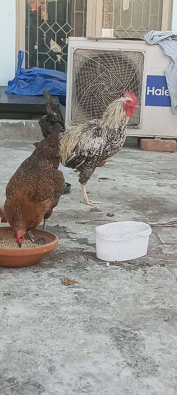 3 egg laying hens and 1 cock 7