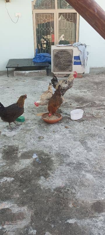 3 egg laying hens and 1 cock 8