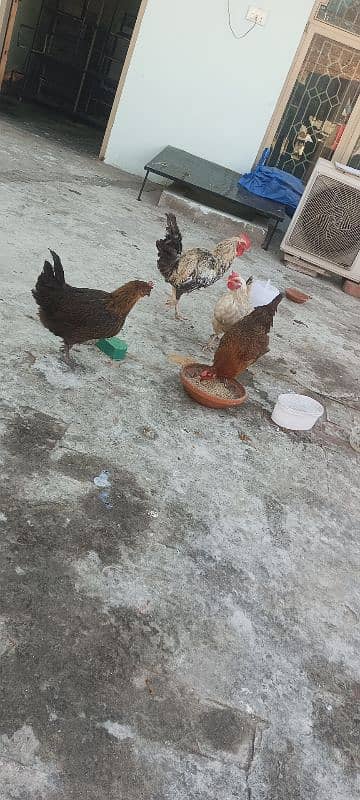 3 egg laying hens and 1 cock 9