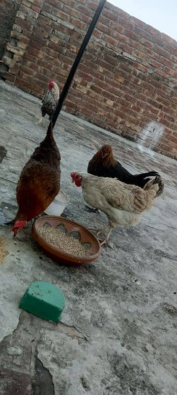 3 egg laying hens and 1 cock 11