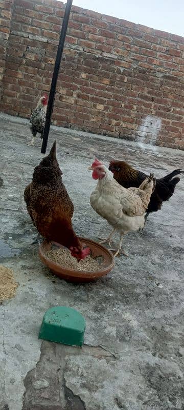 3 egg laying hens and 1 cock 12