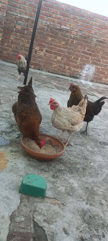 3 egg laying hens and 1 cock 13