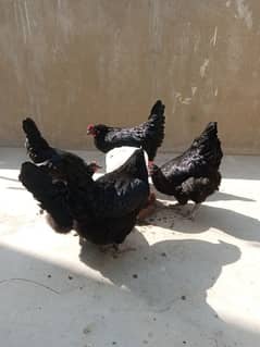 Australorp