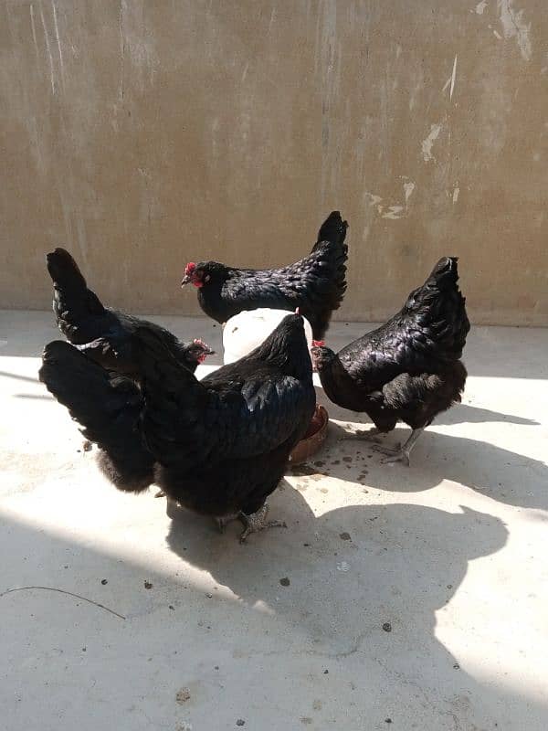 Australorp Laying Hens 0