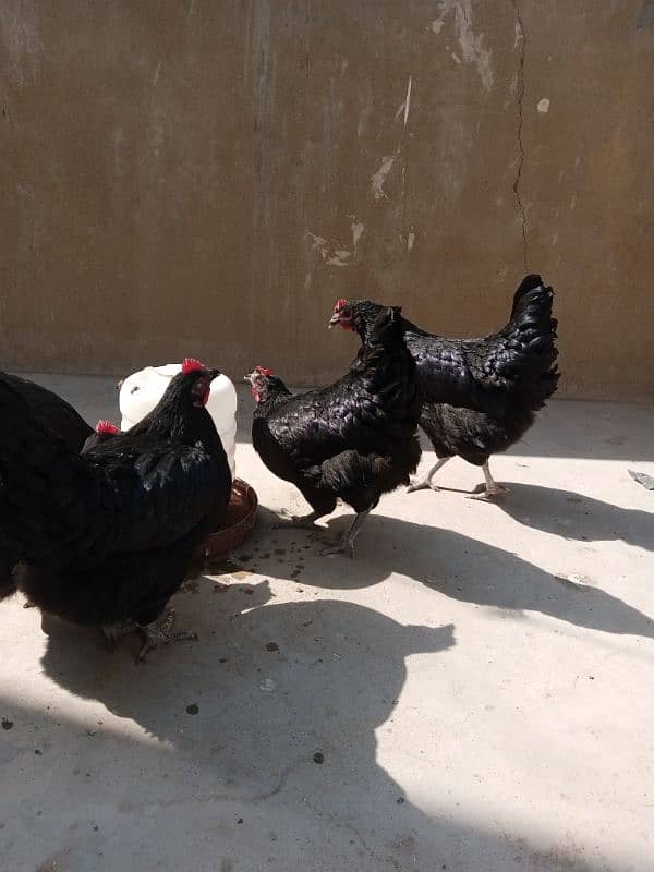 Australorp Laying Hens 1