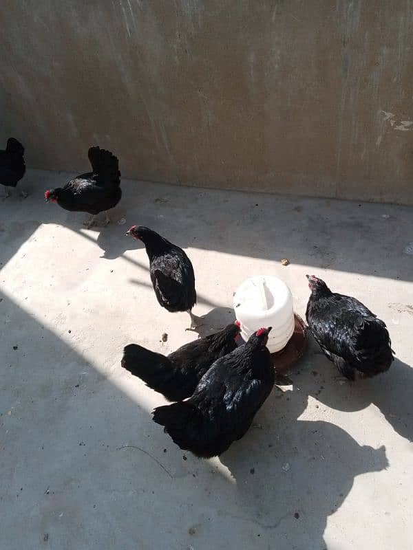 Australorp Laying Hens 2