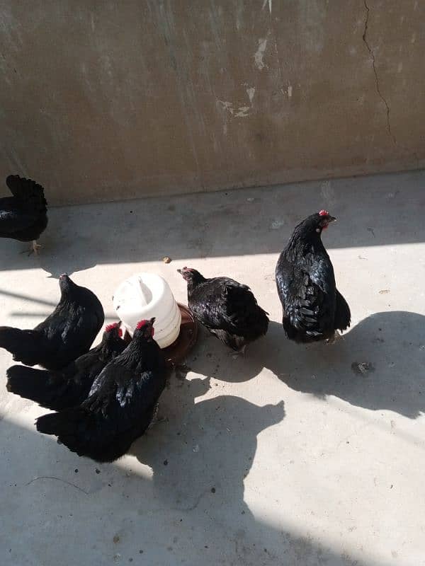 Australorp Laying Hens 3