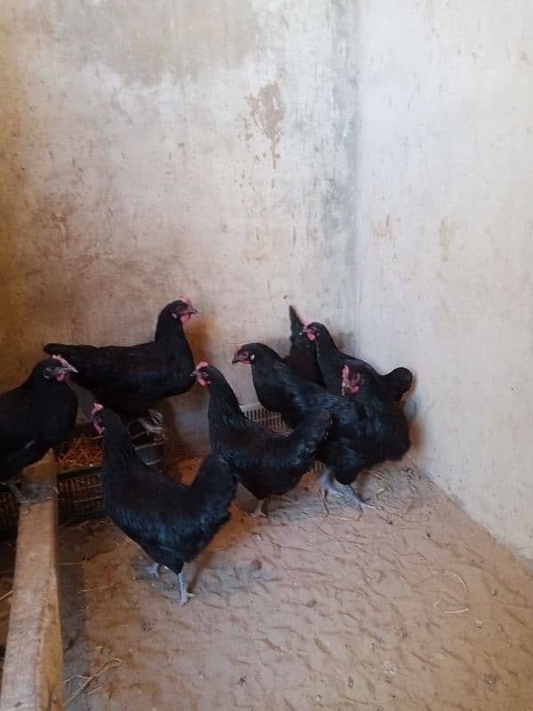 Australorp Laying Hens 4