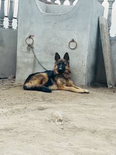 for sell germen shepherd  pedigree