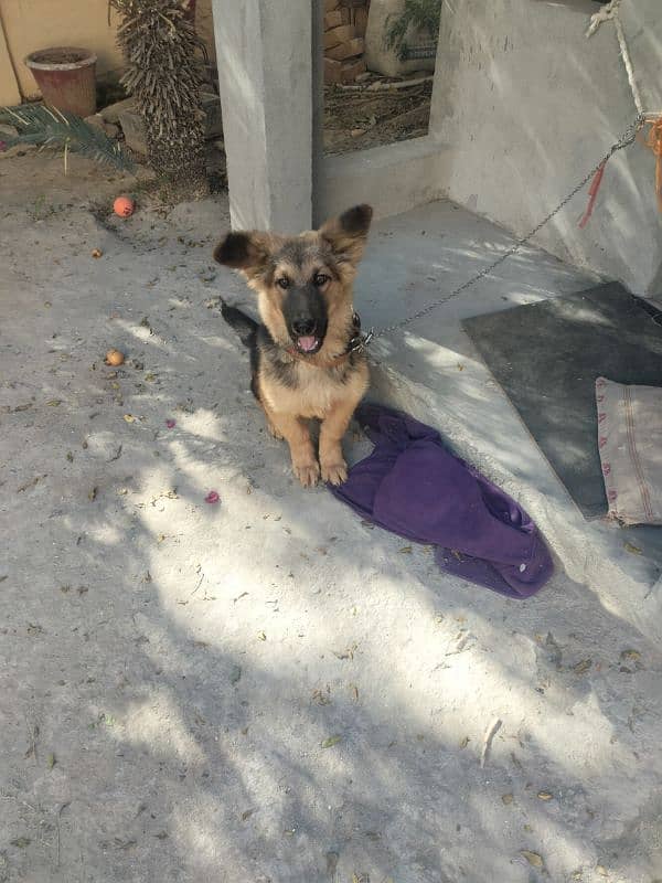 GSD puppy for sale German shepherd double coat 0