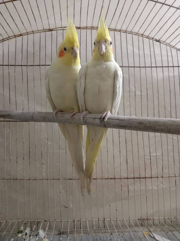 common white cockatiel red eyes breedar pair 0