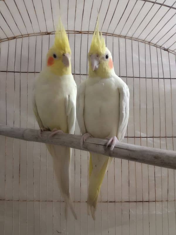 common white cockatiel red eyes breedar pair 1