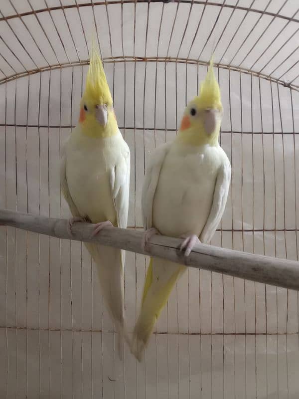 common white cockatiel red eyes breedar pair 2