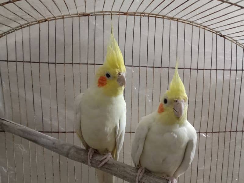 common white cockatiel red eyes breedar pair 3