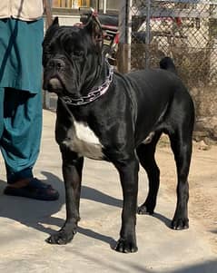 Cane Corso Male, 10 Months Old.