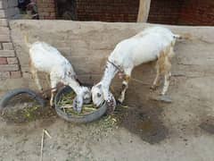 1 bakri or ek bakra for sale. . . .