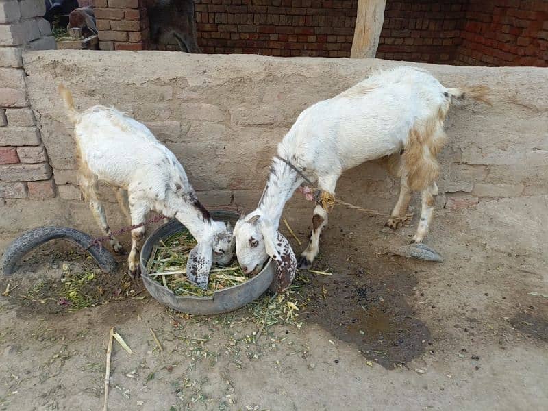 1 bakri or ek bakra for sale. . . . 0