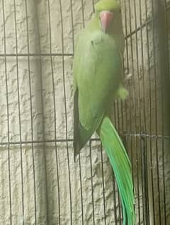 Green Ringneck Breeder Female