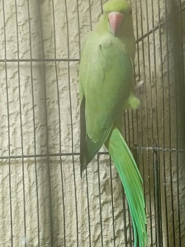 Green Ringneck Breeder Female 0