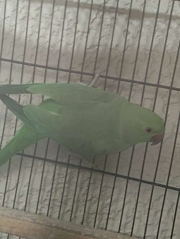 Green Ringneck Breeder Female 1