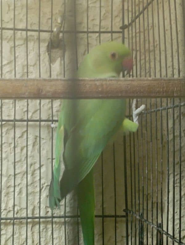 Green Ringneck Breeder Female 2