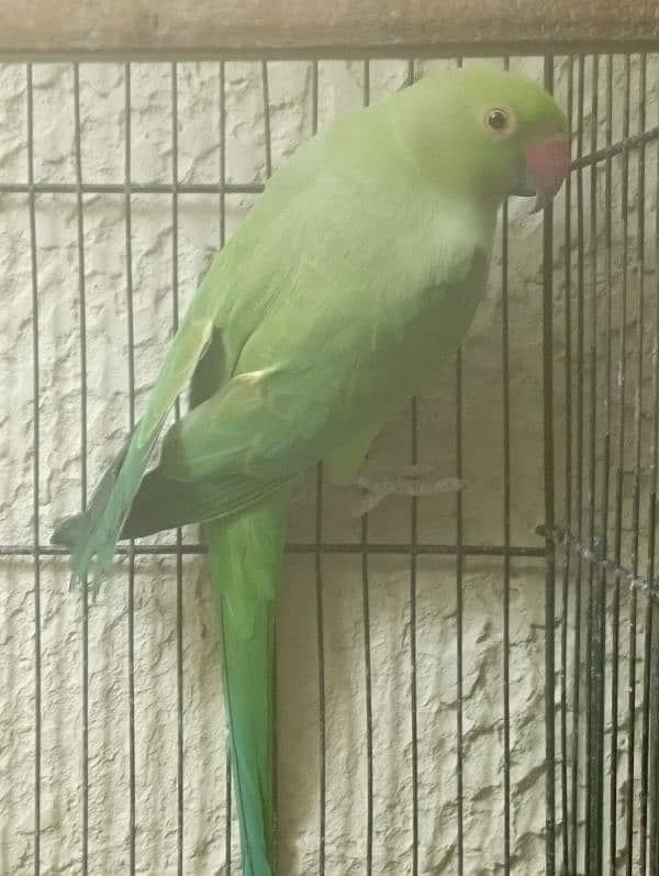 Green Ringneck Breeder Female 3