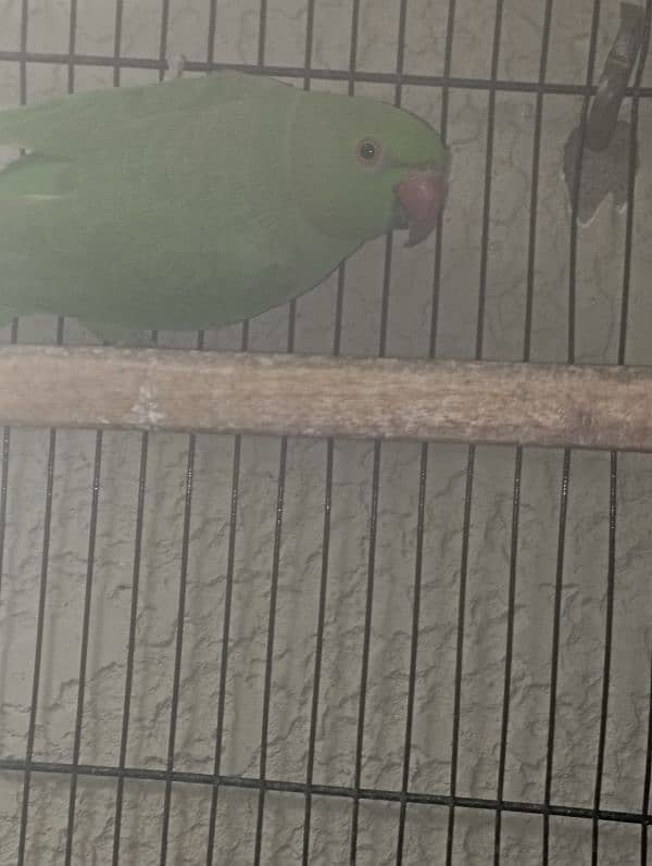 Green Ringneck Breeder Female 4