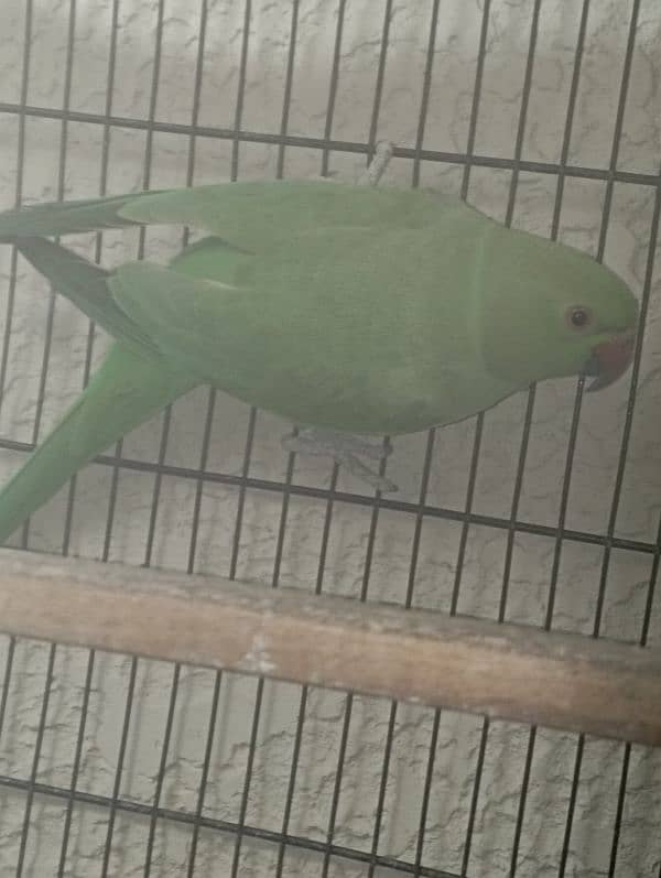 Green Ringneck Breeder Female 5