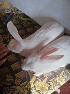 Desi white red eye rabbit