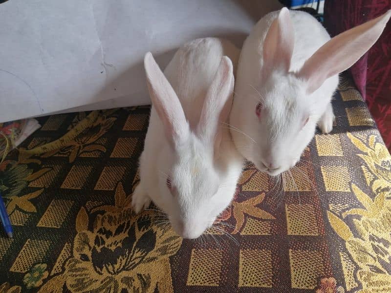 Desi white red eye rabbit 1