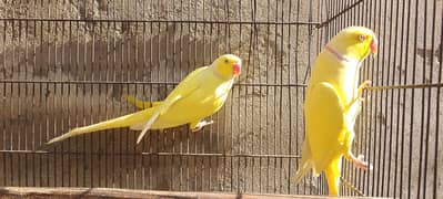 Yellow breeder males for sale