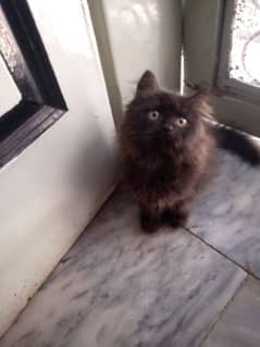 black cat Persian