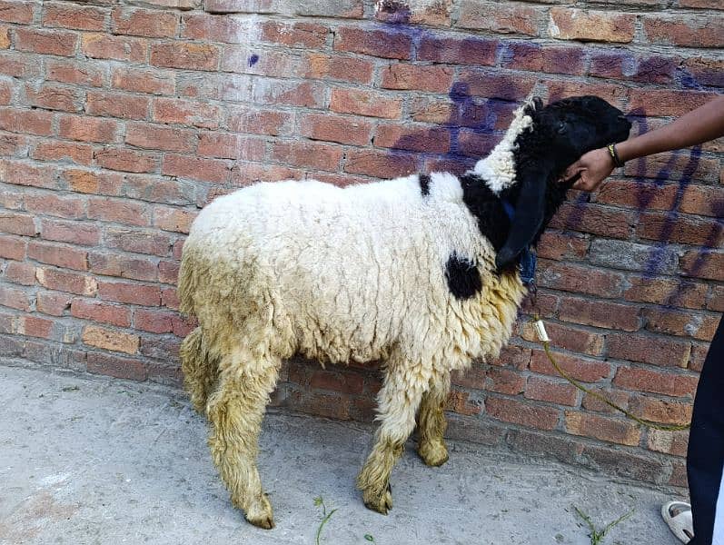 rajanpuri goat / desi chatra/ kajla/ chatra for sale 6