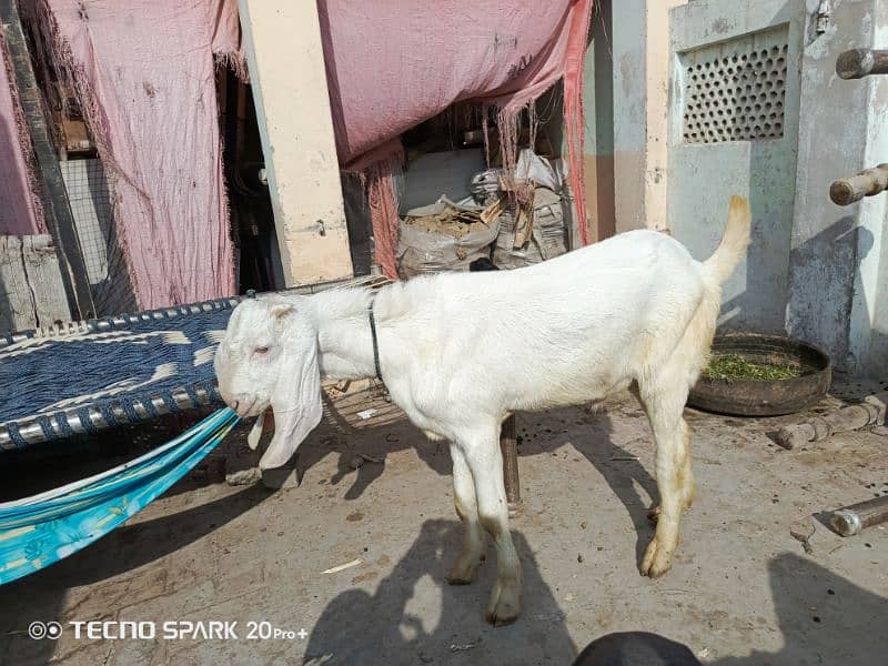 Muhammad puri kheera Bakra 1