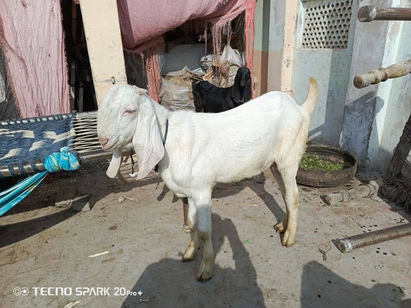 Muhammad puri kheera Bakra 2